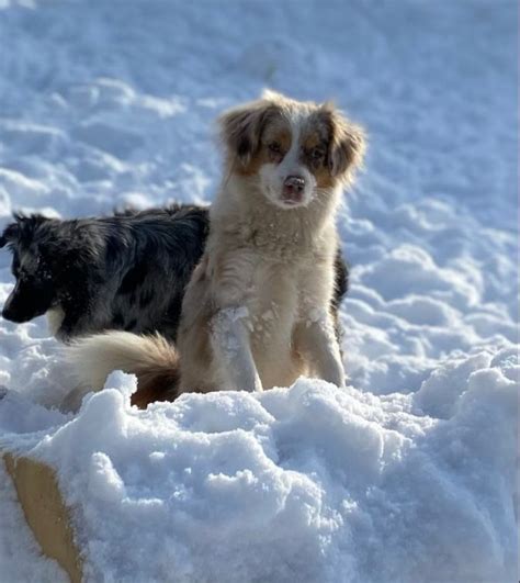 mini and toy aussies with tails rl valley ranch aussies