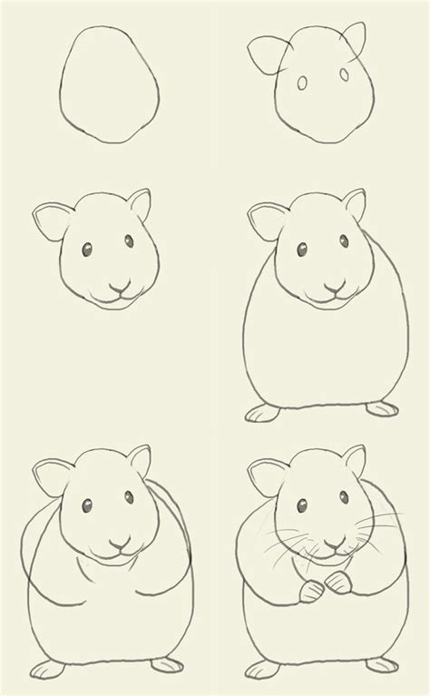 Hamster Easy Drawings Art Lessons Drawings