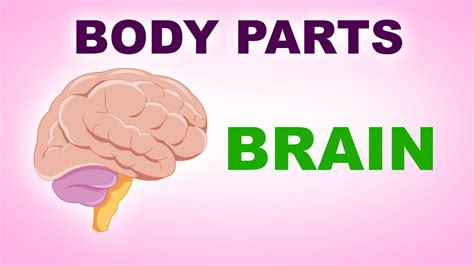 Then find a secret messa. Brain - Human Body Parts - Pre School Know Your Body ...
