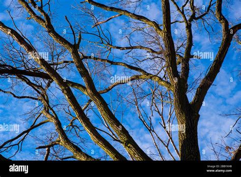 Pattern Of Leafless Tree Branches With Blue Sky And Lite White Clouds