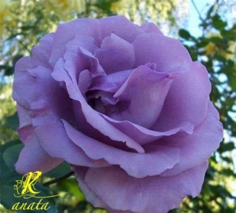 5 Purple Rose Rosa Bush Shrub Perennial Flower Seeds T Comb S H