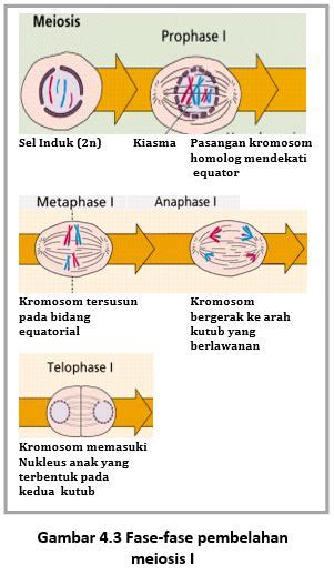 Sel Induk Sperma Adalah Brain