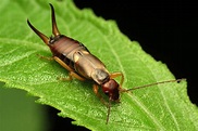 WSU scientists unmask the humble earwig as an apple-protecting predator ...