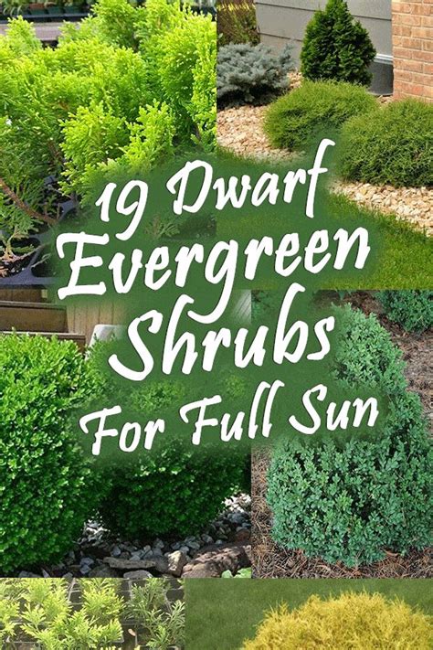 19 Dwarf Evergreen Shrubs For Full Sun Garden Tabs In 2020 Dwarf Evergreen Shrubs Full Sun