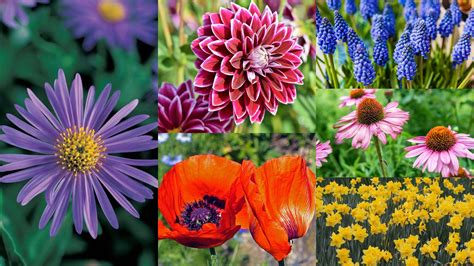 25 Best Perennial Flowers Ideas With Types And Care Go Get Yourself