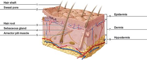 Human body skin section, anatomy, 3d section of human skin. Chapter 11 Solutions | Laboratory Manual For Human Anatomy & Physiology Fetal Pig Version 2nd ...