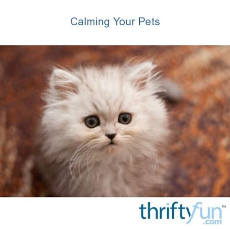 Calming Your Pets Thriftyfun