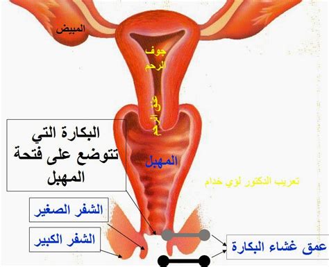 Persona Sowieso Produzieren بعد غشاء البكارة عن المهبل Graph Gleichung