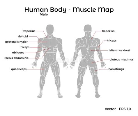 Labelled Muscular System Front And Back Muscular System Medical Images