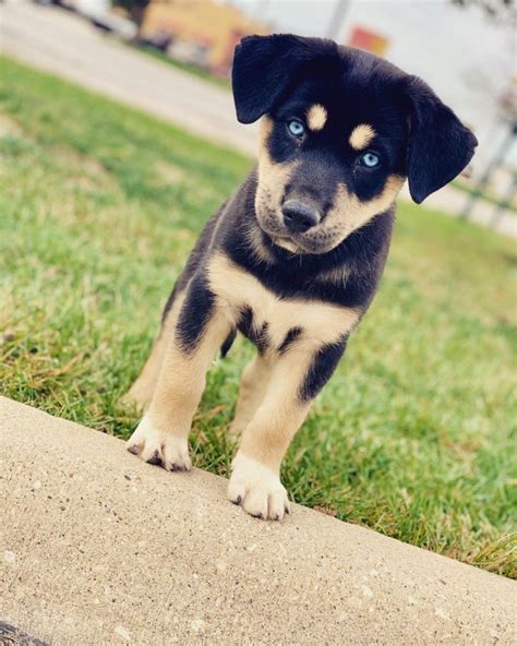As a puppy, the husky rottweiler rarely focuses on its owners as it looks to play around, making it hard for humans to put it under training. Rottweiler Husky Mix: Should You pet this breed? | Little Paws Training
