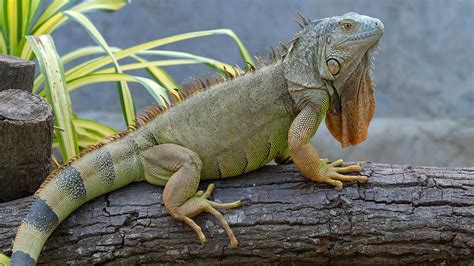 Iguana Facts Types Diet Reproduction Classification Pictures