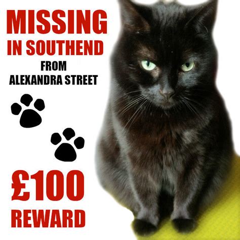 Missing Black Cat Ss1 Kiwi £100 Reward Lost From Alexandra Street Southend On Sea Essex