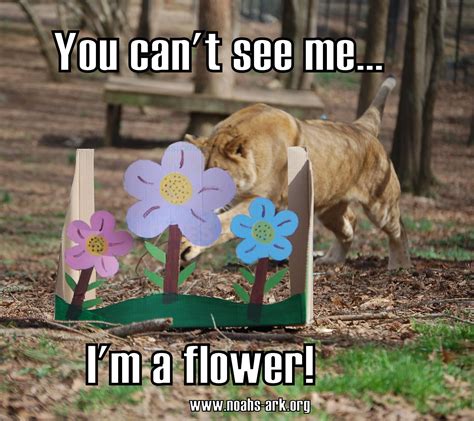 You Cant See Me Im A Flower Has Spring Sprung For You Yet