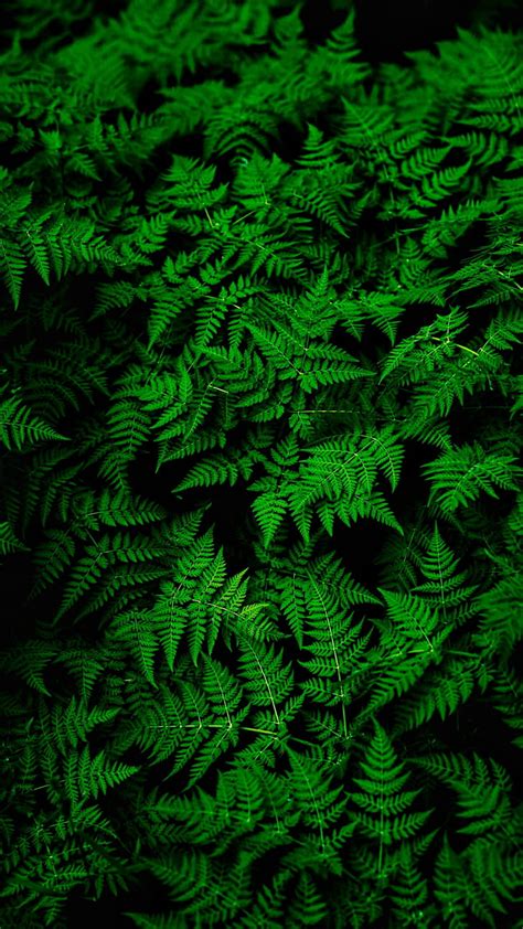 Fern Leaves Green Plant Thick Hd Wallpaper Wallpaperbetter