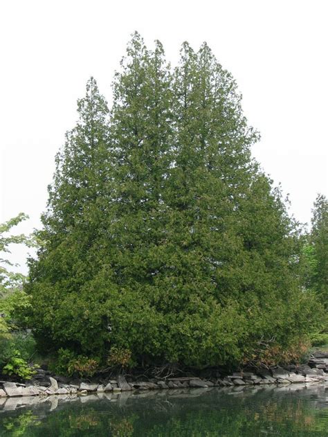 White Cedar Tree Images Leatha Snipes