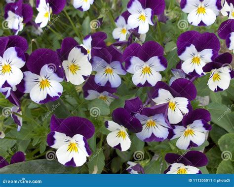 Blossoming Purple White Pansies Floral Background Stock Image Image