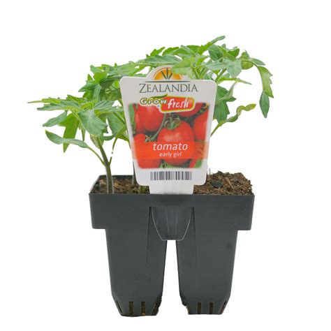 Growfresh Tomato Early Girl Cell Pack Vege Mitre 10