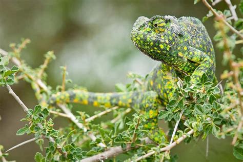 How Do Chameleons Change Colour New Scientist