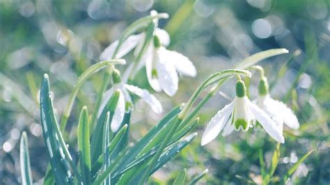 Download Wallpaper 1920x1080 Snowdrops Flowers Spring Drops Leaves