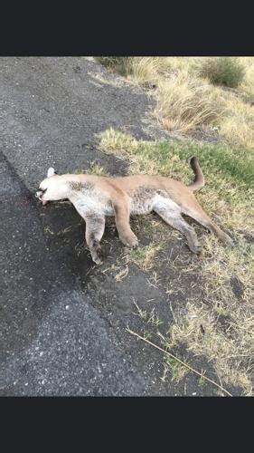Cougar Found Dead Near Kennewick Golf Course Local