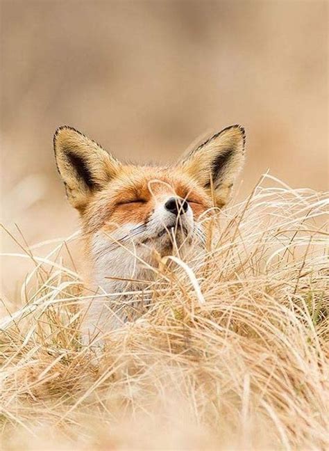Red Fox By Roeselien Raimond Thrumyeye Nature Animals Fox Animals