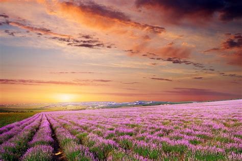 Meadow Of Lavender Landscape Nature Containing Lavender Field And