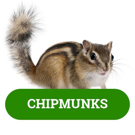 Animal Chipmunk Kp Wildlife Control