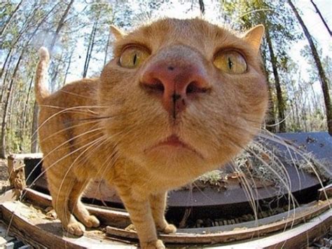 Curious Cats Bumping Into Cameras 20 Pics