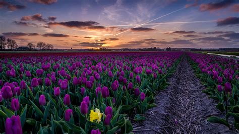 Photo Tulips Sky Fields Scenery Flowers Sunrise And Sunset 2560x1440