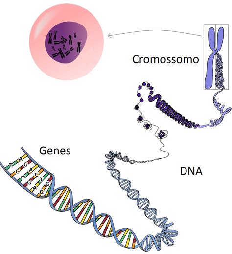 Qual A Diferença Entre Dna Gene E Cromossomo