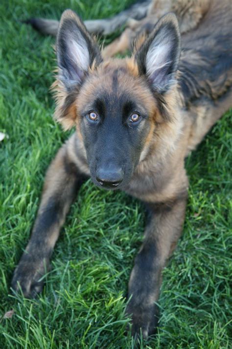 Blue Sable German Shepherd Petsidi