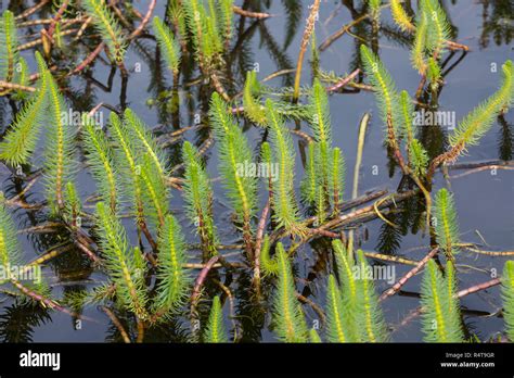 Hydrophytes High Resolution Stock Photography And Images Alamy
