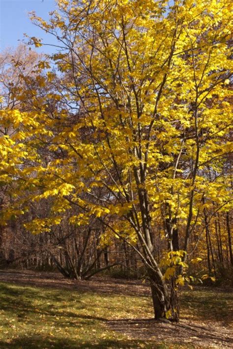 The American Yellowwood Tree Hgtv
