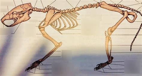 Mammalian Skeleton Diagram Quizlet