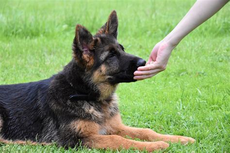 To start you off, the best food for a german shepherd should have the following: Canine Weekly | Large Dog Breeds - Tips, Care & Reviews