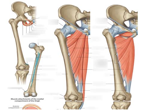 Adductor Muscles Of Thigh Diagram Quizlet