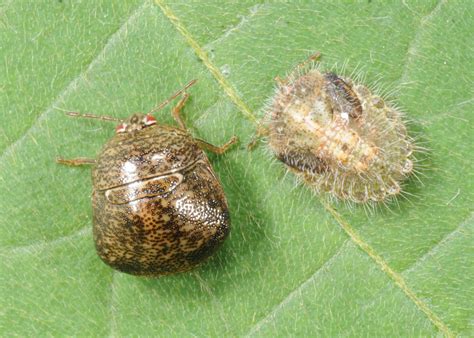 Kudzu Bug Numbers Up Affecting Soybeans Houses Mississippi State