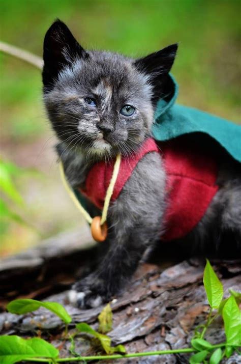Photographer Dresses Adoptable Kittens As Characters From The Lord Of