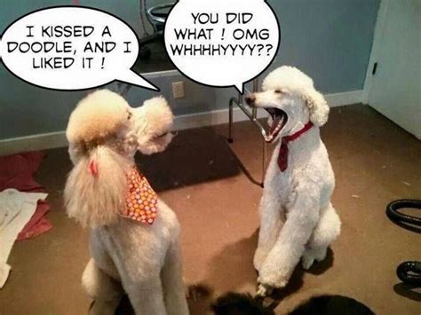 14 Hilarious Poodle Memes That Will Make You Smile Petpress