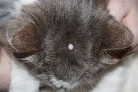 Little Bumps On Cats Skin