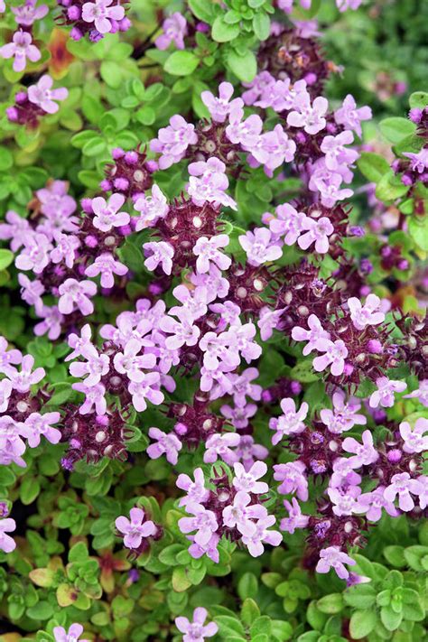 Thyme Flowers Photograph By Geoff Kiddscience Photo Library