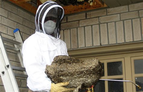 wasp nest removal vermont  zapper    service