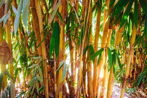 How Tall Can Bamboo Grow Depends On Type