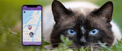 With the gps collar for cats you can quickly identify the perimeter of your cat's territory and the places it spends the. A New Cat GPS Tracker - The Tail it Cat Tracker - Katzenworld