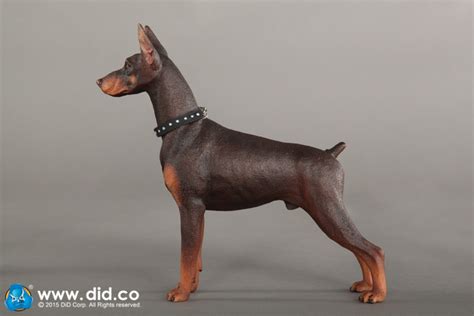 These dogs are not considered by experts to be related. Doberman Pinscher Dog (Brown)