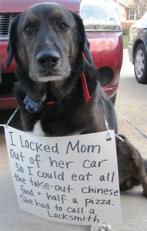 The 17 Naughtiest Dogs Of 2014 Dog Shaming Gallery