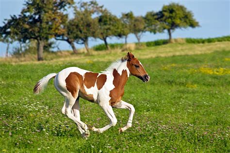 Paint Horse Animal Stock Photos Kimballstock