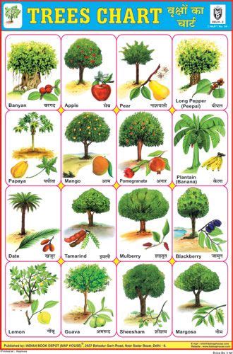 Types Of Indian Trees With Names