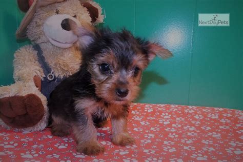 Yorkies and yorkie puppies for adoption are not in any way inferior to or different from those for sale. Allie: Yorkshire Terrier - Yorkie puppy for sale near North Jersey, New Jersey. | 7bf68952-9151