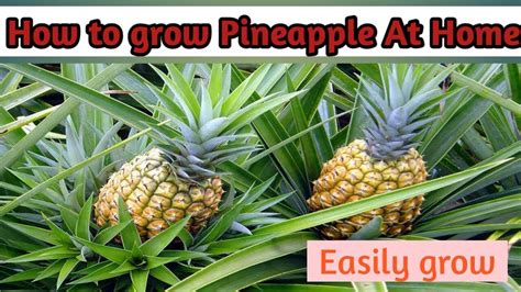 How To Grow Pineapple At Home Youtube